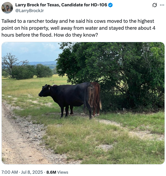 cows